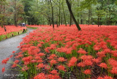 巾着田曼殊沙華公園-018