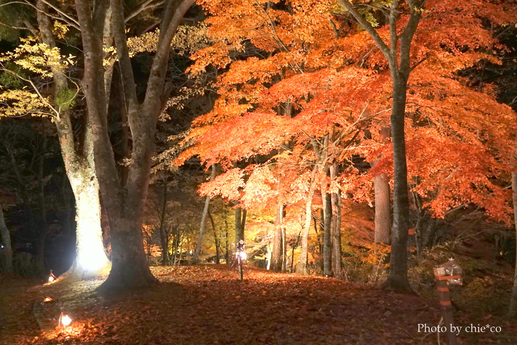 山中湖 紅葉ライトアップ-002