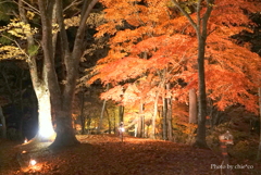 山中湖 紅葉ライトアップ-002
