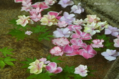 鎌倉-246