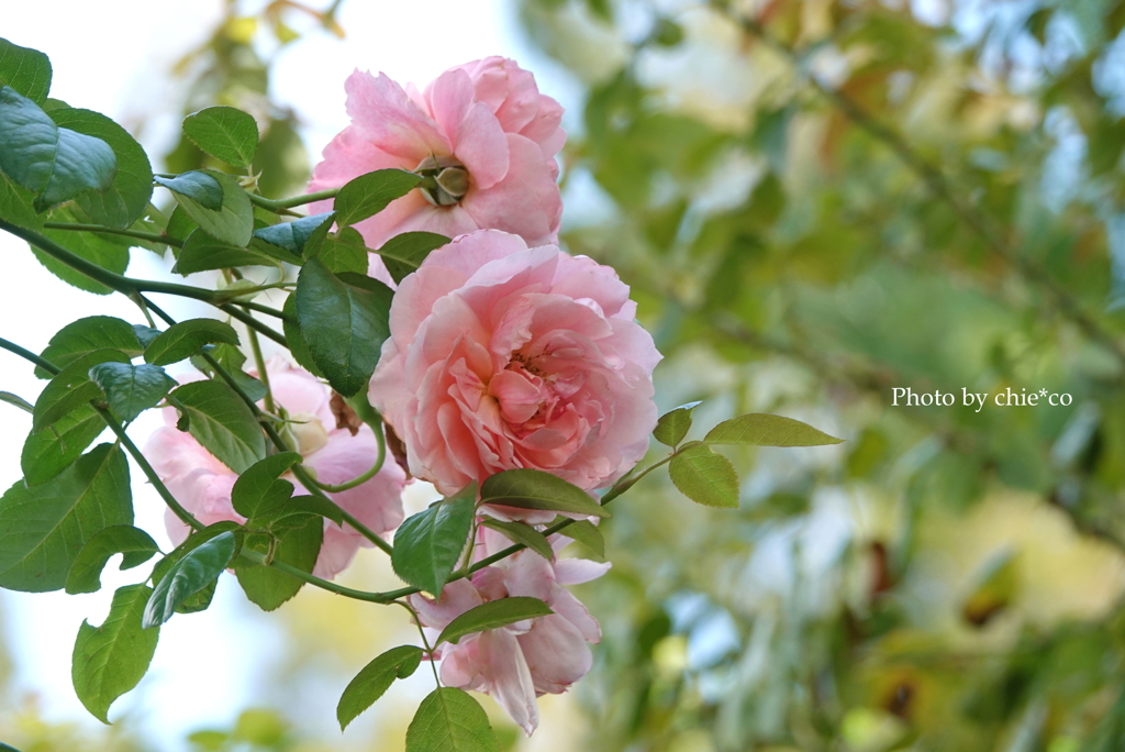 山手イタリア山庭園-004