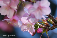 三浦海岸の河津桜-121