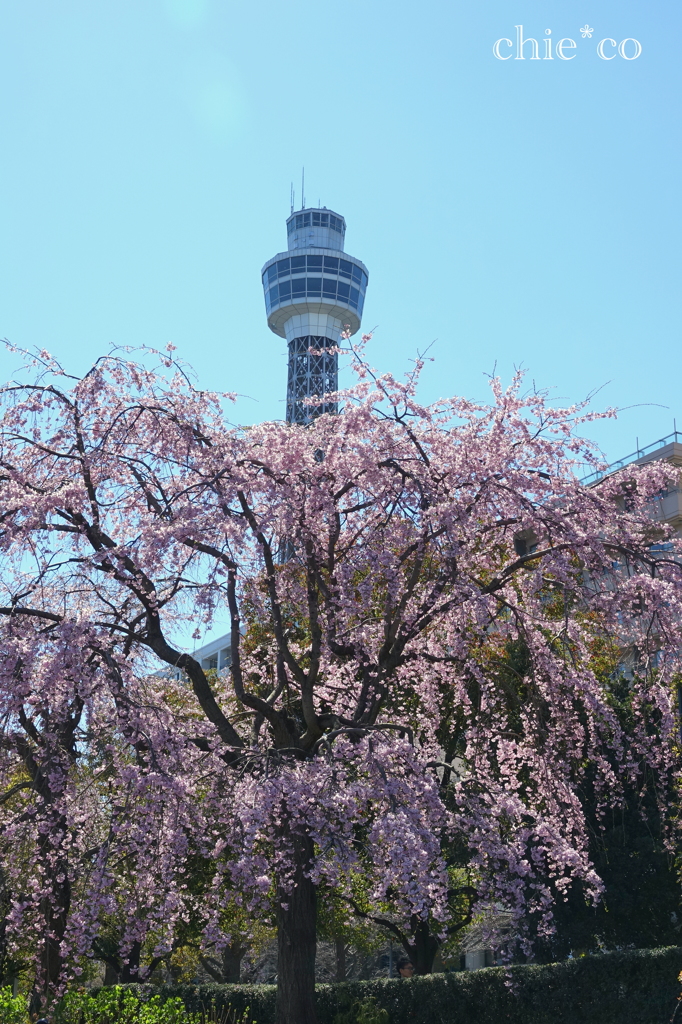 山下公園-160