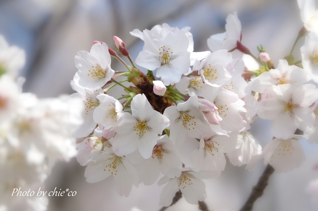 横浜＊桜さんぽ-242