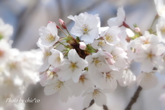 横浜＊桜さんぽ-242
