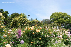 港の見える丘公園-052
