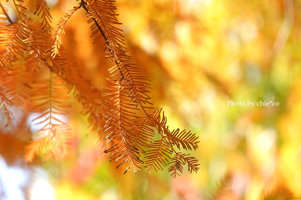 山手イタリア山庭園-169