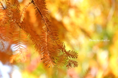 山手イタリア山庭園-169