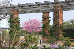 山下公園-143