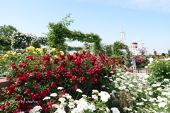 山下公園-102