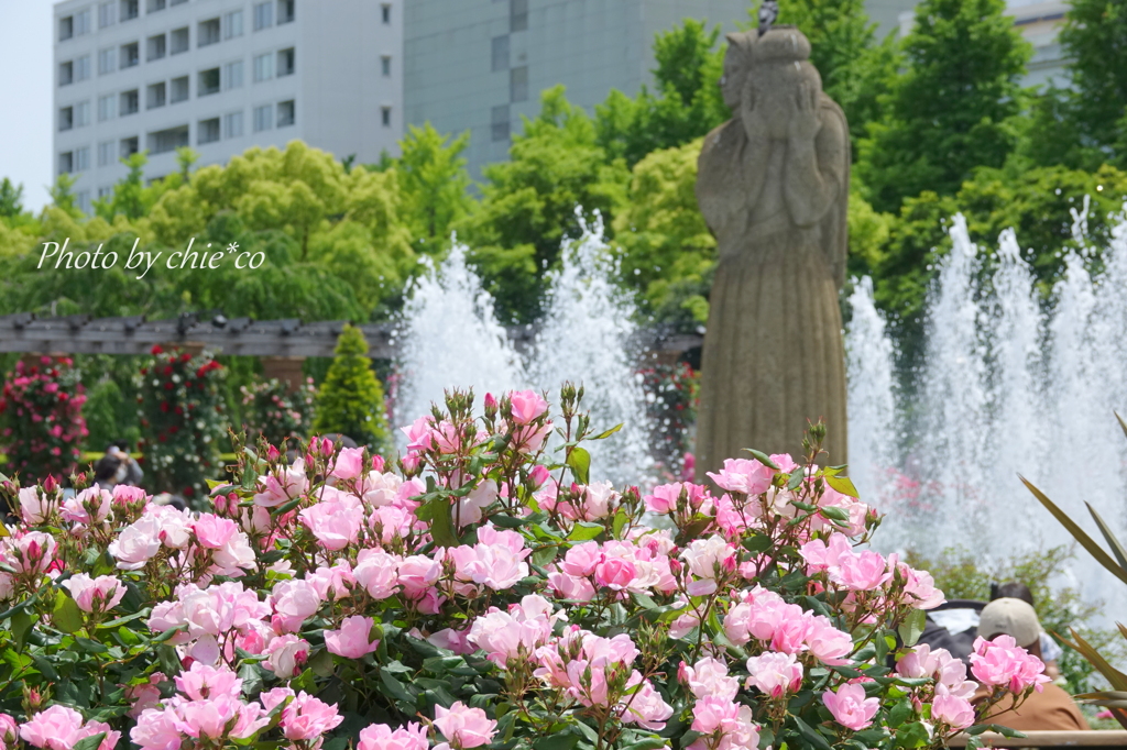 横浜 Rose Week-263