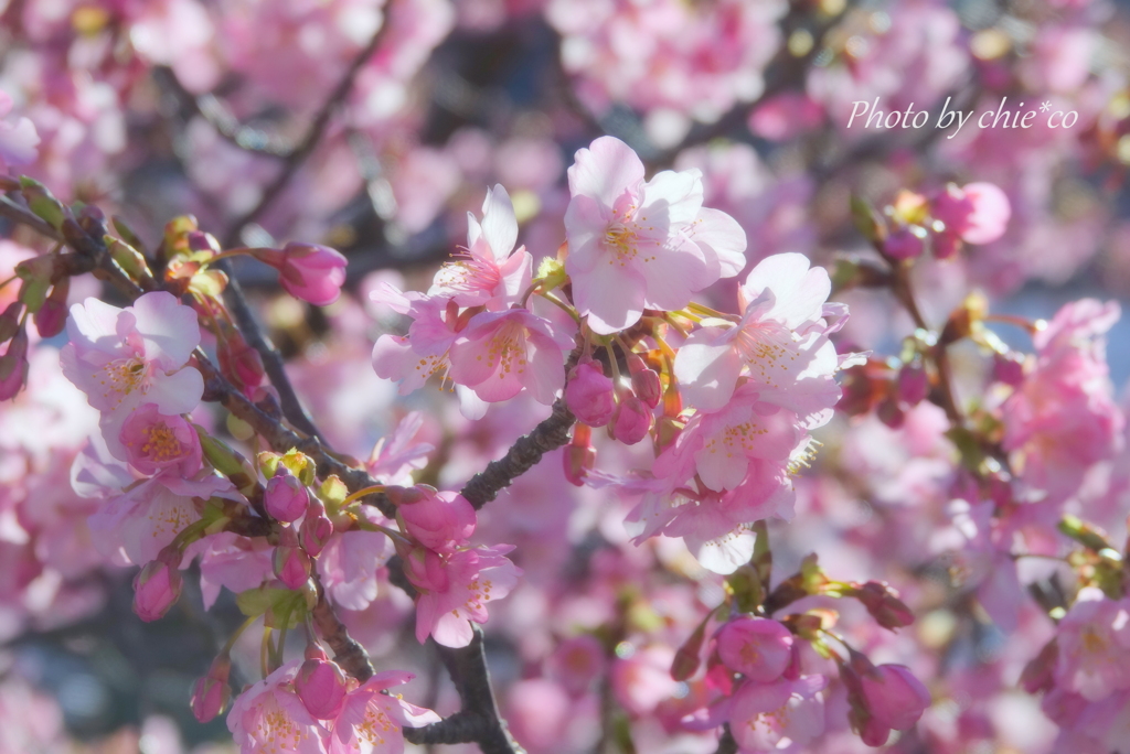 三浦海岸の河津桜-117