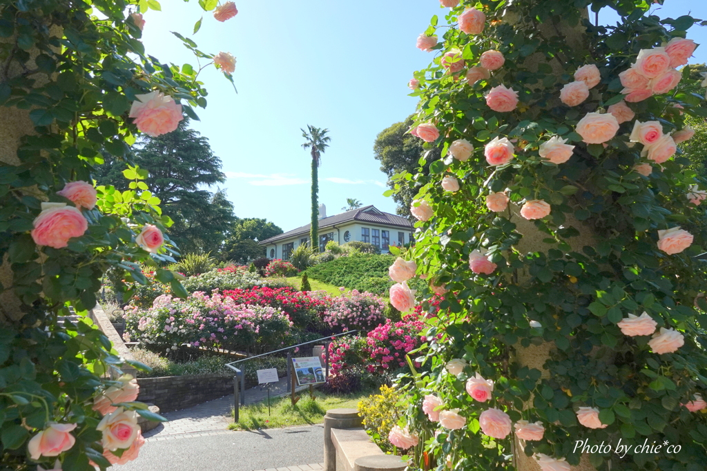 港の見える丘公園-172
