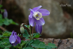 箱根湿生花園-257