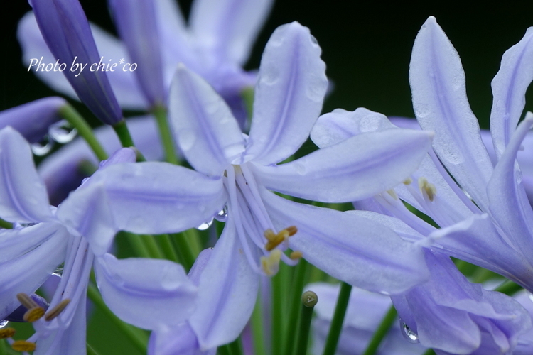 大船フラワーセンター-297