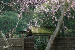 鎌倉-438