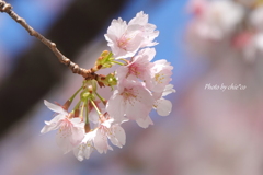 横浜関内　大寒桜-001