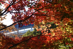 晩秋の横浜公園-010