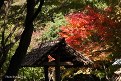 晩秋の横浜公園-009