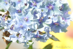 紫陽花。。