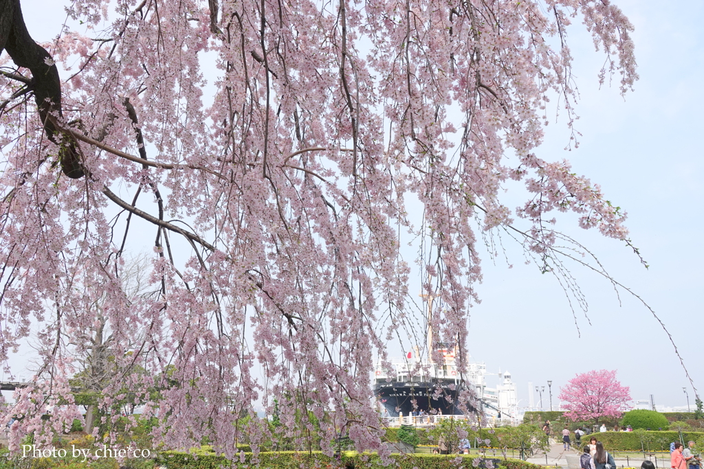 山下公園-157