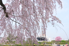 山下公園-157