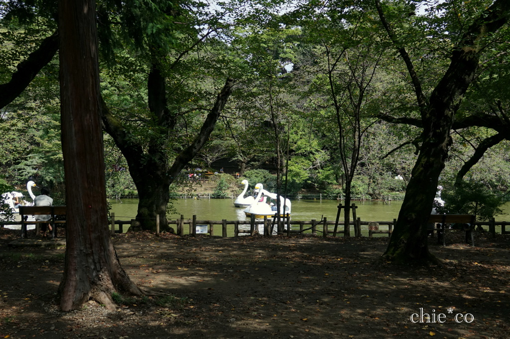 吉祥寺-146