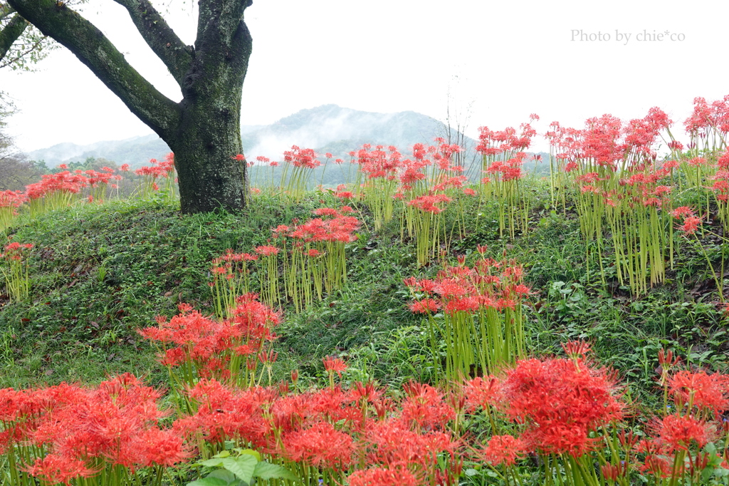 巾着田曼殊沙華公園-006