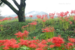巾着田曼殊沙華公園-006