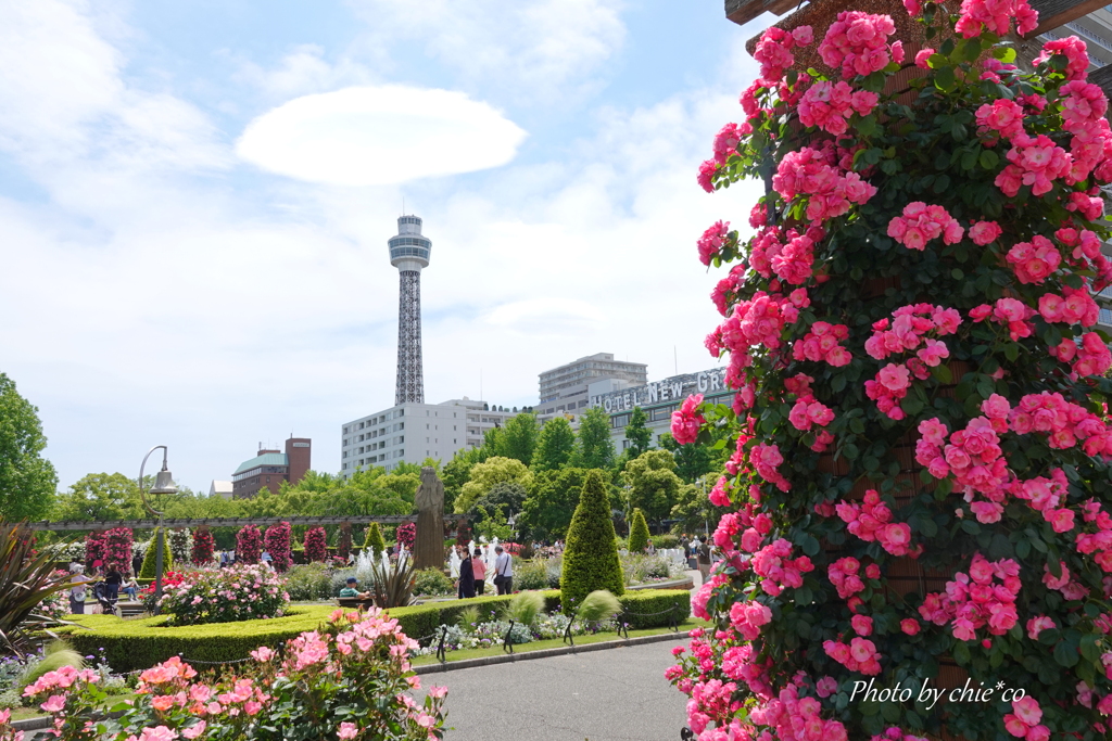 薔薇の咲く山下公園-213