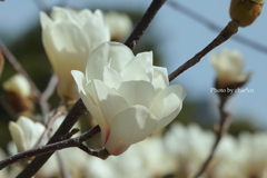 港の見える丘公園-176