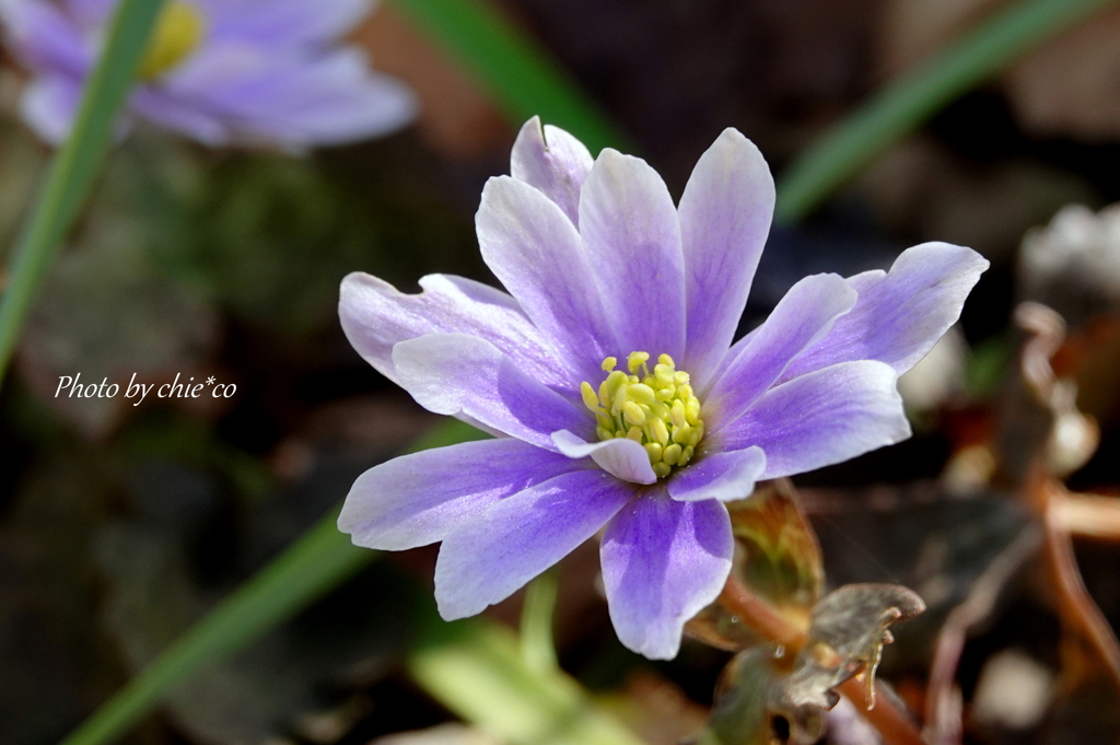 大船フラワーセンター-197