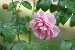 山手イタリア山庭園