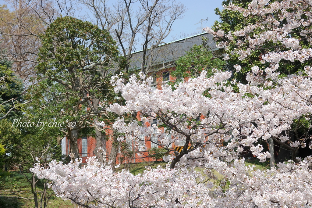横浜＊桜さんぽ-237