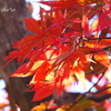 箱根美術館庭園-089