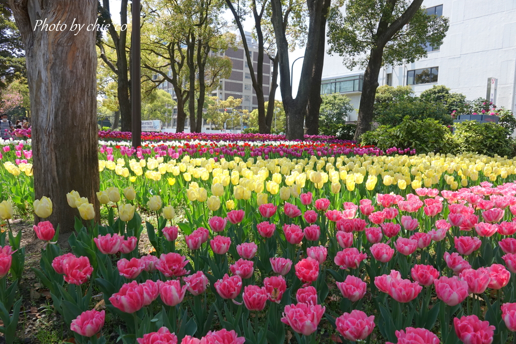 横浜公園-233