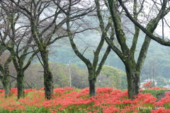 巾着田曼殊沙華公園-008