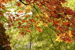 箱根美術館庭園-214