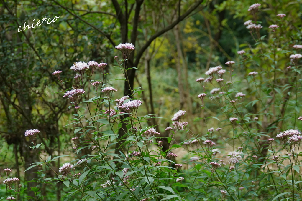 舞岡公園-154