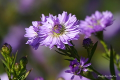 山手イタリア山庭園-193