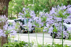 山下公園-102