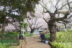 横浜山手桜さんぽ-019