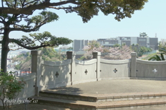 横浜＊桜さんぽ-244