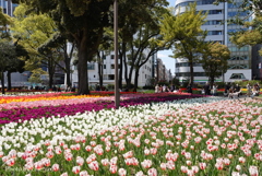 横浜公園-090