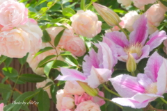 薔薇の咲く山下公園-154