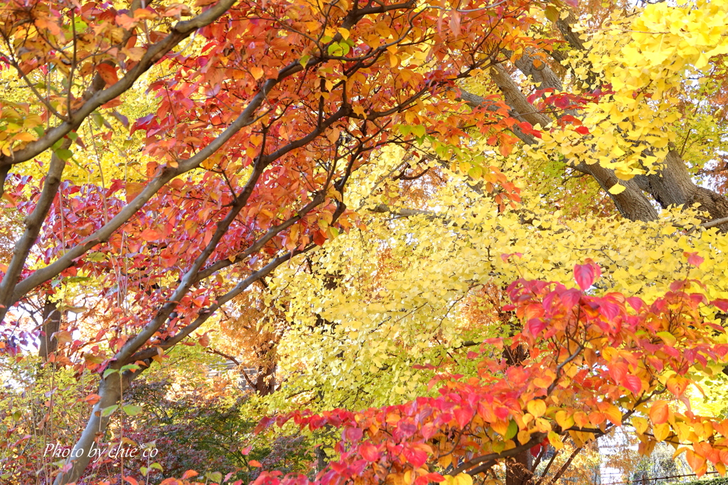 山手イタリア山庭園-127