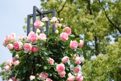 山下公園-100
