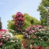 山下公園-099