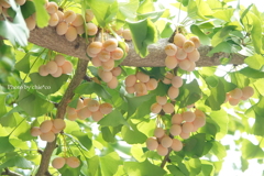 山手イタリア山庭園-007