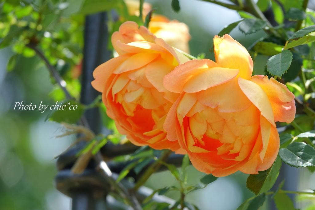 横浜 Rose Week-314
